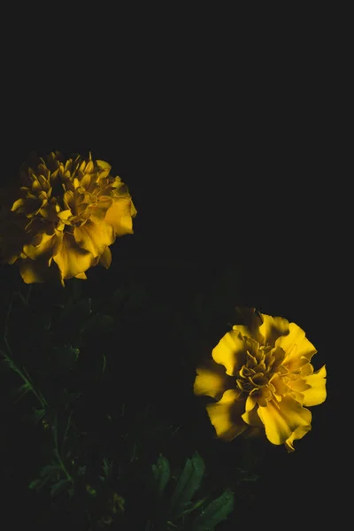 黄色Cempasucil Tagetes Erecta花 マクロクローズアップ 選択的フォーカス — ストック写真