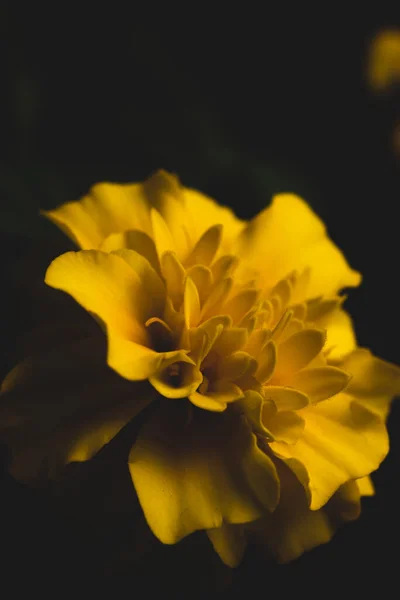 Amarelo Cempasuchil Tagetes Erecta Flor Macro Close Foco Seletivo — Fotografia de Stock