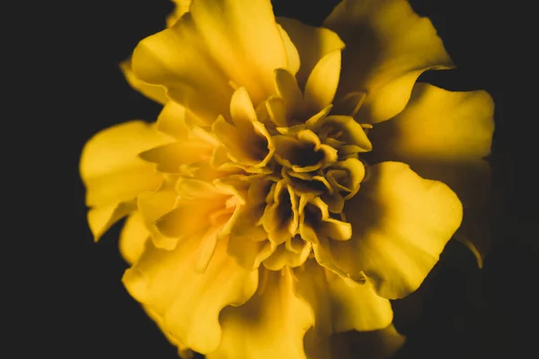 黄色Cempasucil Tagetes Erecta花 マクロクローズアップ 選択的フォーカス — ストック写真