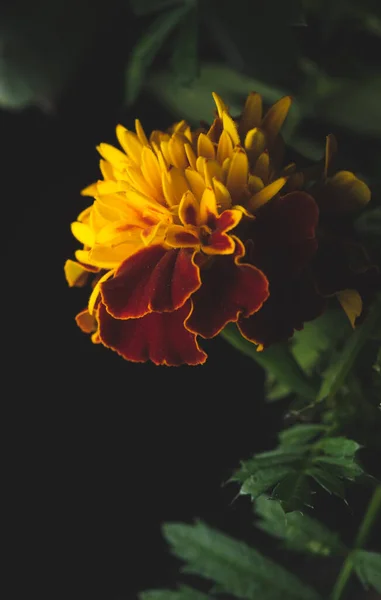 Red Cempasuchil Flower Macro Close Selective Focus — Stock Photo, Image