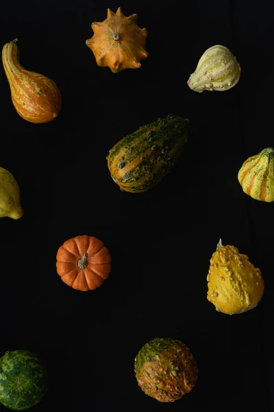 Many Different Kinds Pumpkins Close Selective Focus — Stock Photo, Image
