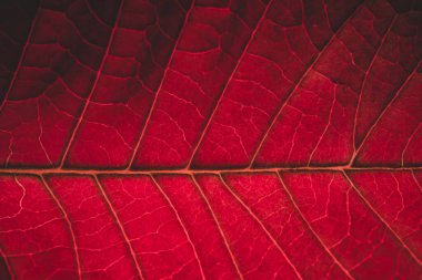 Nochebuena yaprağının Noel tatillerinin profesyonel makrosu.