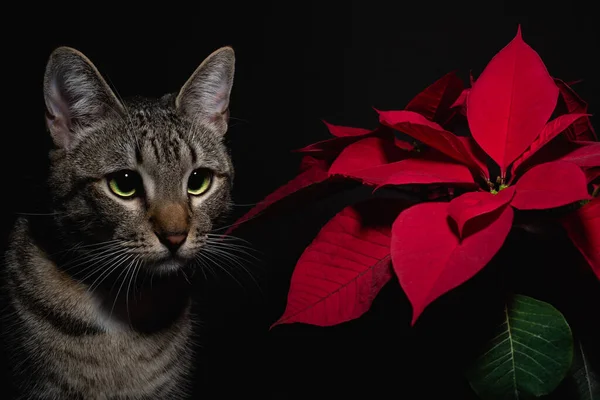 Retrato Hermosa Planta Nochebuena Poinsettia Roja Junto Adorable Gatito Gato —  Fotos de Stock