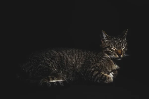 Portrait Cat Sleeping Black Background — Stock Photo, Image