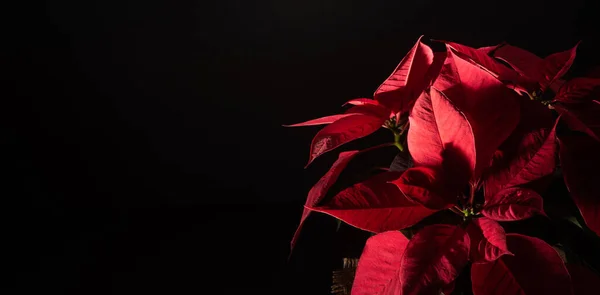 Macro Profesional Primer Plano Hermosa Flor Roja Nochebuena Poinsettia Días —  Fotos de Stock