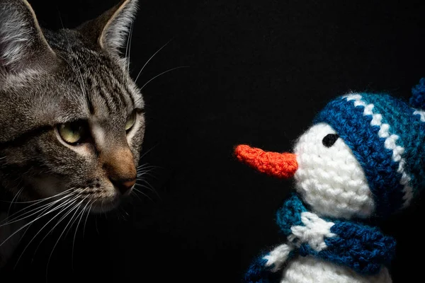 Funny Close Cat Looking Homemade Yarn Snowman Worsted — Stock Photo, Image