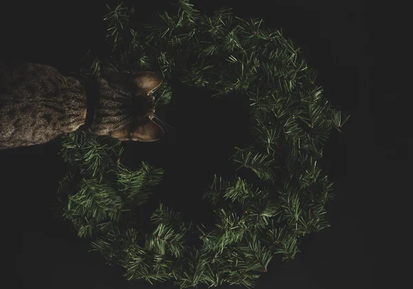 Empty Christmas wreath on a black background,  with a cat on top