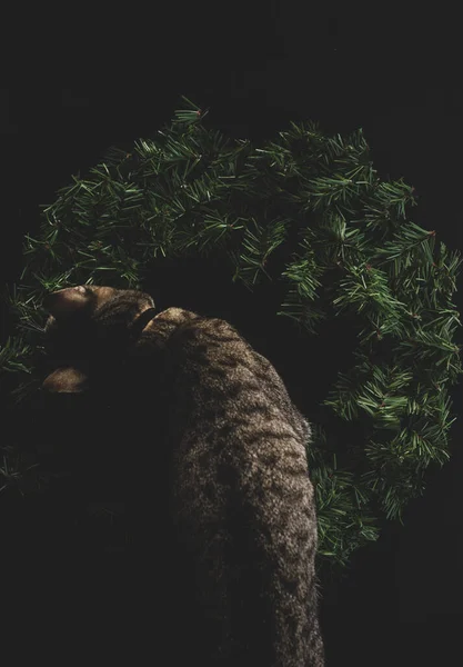 Empty Christmas wreath on a black background,  with a cat on top