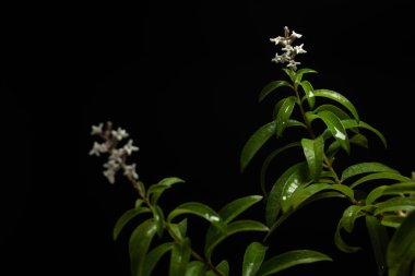Aloysia citrodora, Verbena familyasından Güney Amerika 'ya özgü bir bitki türü. Diğer yaygın isimler limon arısı fırçası