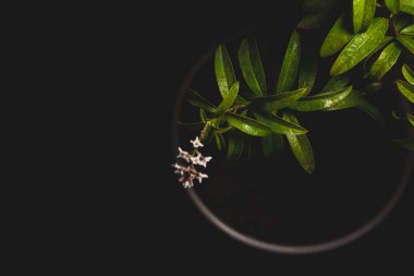 Aloysia citrodora, Verbena familyasından Güney Amerika 'ya özgü bir bitki türü. Diğer yaygın isimler limon arısı fırçası