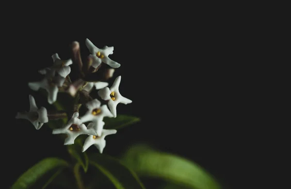 Aloysia Citrodora Werbena Cytrynowa Gatunek Rośliny Kwitnącej Rodziny Verbenaceae Pochodzącej — Zdjęcie stockowe