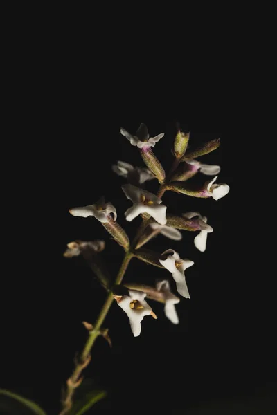 Aloysia Citrodora Werbena Cytrynowa Gatunek Rośliny Kwitnącej Rodziny Verbenaceae Pochodzącej — Zdjęcie stockowe