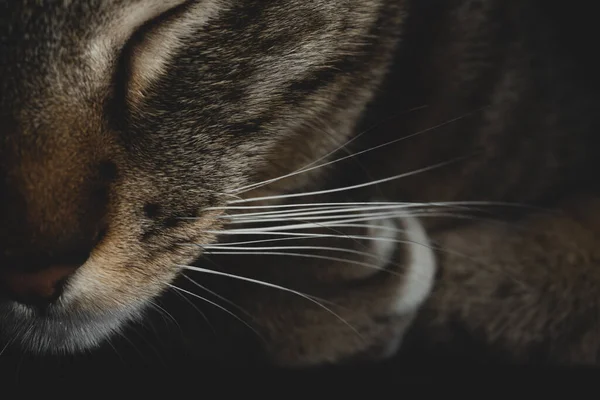 Whiskers Macro Close Belo Gatinho Dormindo — Fotografia de Stock