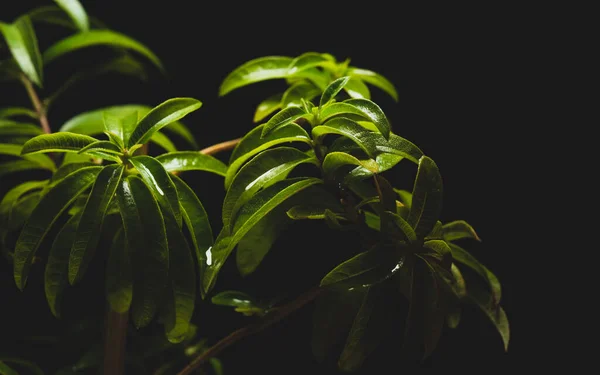 Aloysia citrodora, lemon verbena, is a species of flowering plant in the verbena family Verbenaceae, native to South America. Other common names include lemon beebrush