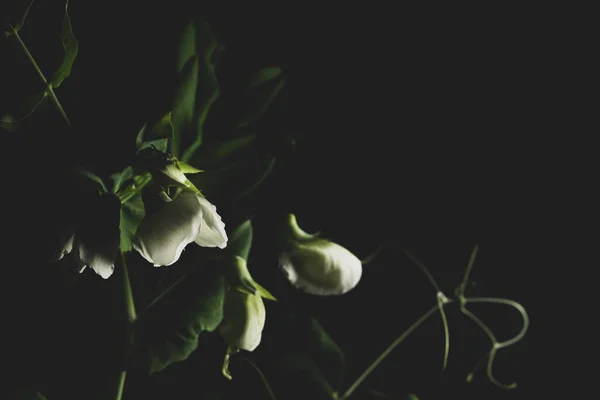黒い背景にエンドウ豆の植物のマクロクローズアップ肖像画 — ストック写真