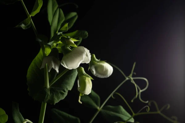 Makro Zbliżenie Portret Rośliny Grochu Czarnym Tle — Zdjęcie stockowe