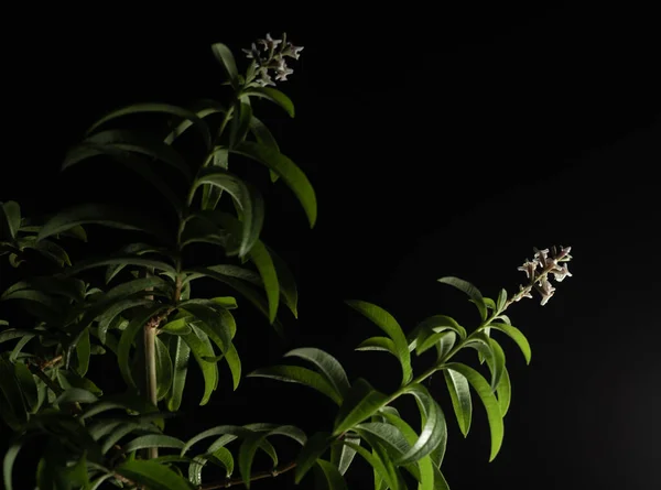 Aloysia Citrodora Lemon Verbena Species Flowering Plant Verbena Family Verbenaceae — Stock Photo, Image