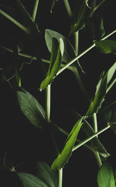 Siyah Arkaplandaki Bezelye Bitkisinin Makro Portresi — Stok fotoğraf