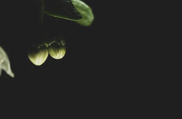 Makro Nahaufnahme Blume Der Serrano Chilipfeffer Pflanze Auf Schwarzem Hintergrund — Stockfoto