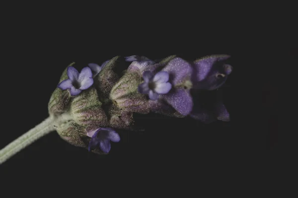 黒の背景にラベンダーの花のマクロクローズアップ肖像 — ストック写真