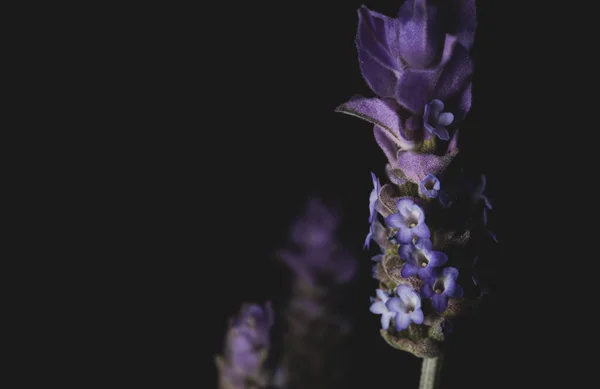 黒の背景にラベンダーの花のマクロクローズアップ肖像 — ストック写真