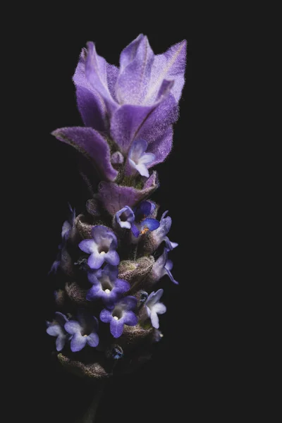 Makro Nahaufnahme Porträt Der Lavendelblüte Auf Schwarzem Hintergrund — Stockfoto