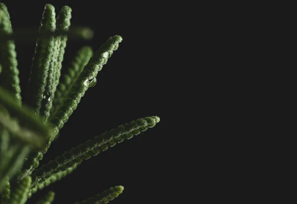 Macro Close Portrait Lavender Plant Black Background — Stock Photo, Image