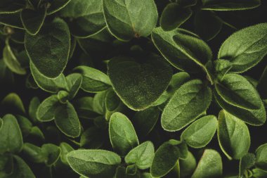 Profesyonel Oregano makrosu siyah arka planda yakın plan, seçici odak