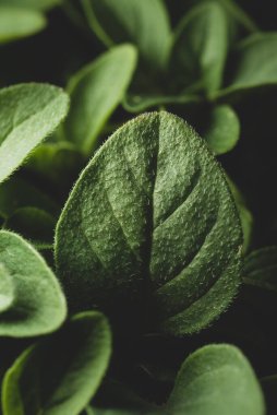 Profesyonel Oregano makrosu siyah arka planda yakın plan, seçici odak