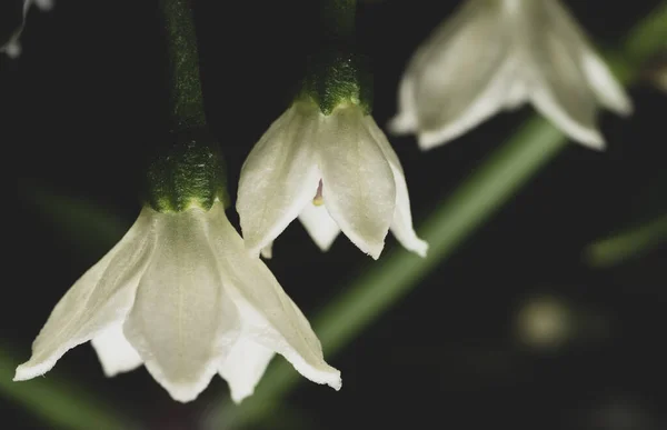 Makro Zavřít Květina Serrano Chilli Pepř Rostlina Černém Pozadí — Stock fotografie