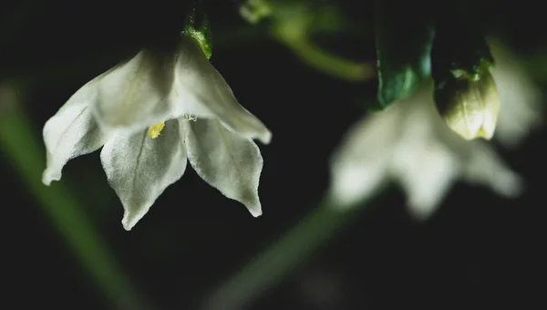 Makro Zbliżenie Kwiat Serrano Chili Roślin Papryki Czarnym Tle — Zdjęcie stockowe