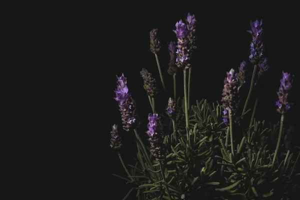 Makro Närbild Porträtt Lavendel Växt Svart Bakgrund — Stockfoto