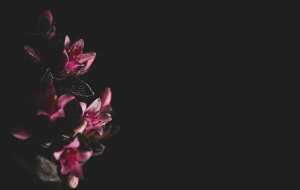 Macro Primer Plano Retrato Hermosas Flores Plantas Suculentas Enfoque Selectivo —  Fotos de Stock