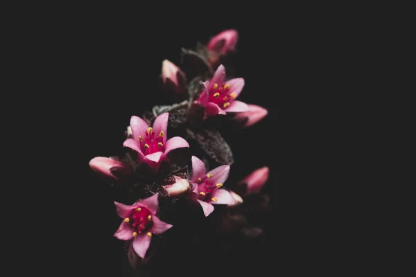 Makro Närbild Porträtt Vackra Saftiga Växter Blommor Selektivt Fokus — Stockfoto