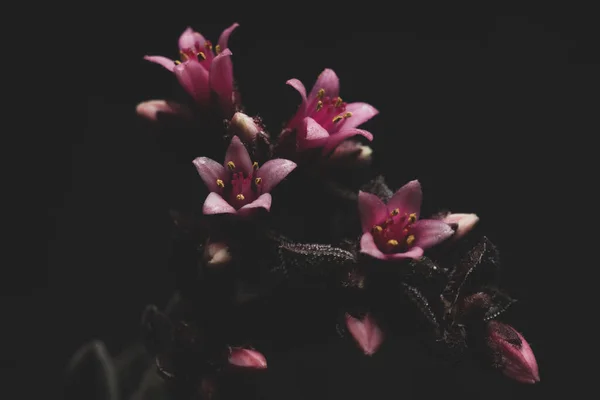 マクロクローズアップ肖像画の美しい多肉植物の花 選択的フォーカス — ストック写真