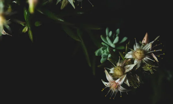 マクロクローズアップ肖像画の美しい多肉植物の花 選択的フォーカス — ストック写真