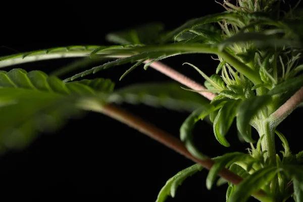 Macro Close Portrait Marijuana Cannabis Female Flower Plant — Stock Photo, Image
