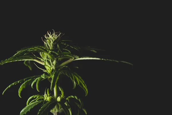 Macro close up portrait of Marijuana cannabis female flower plant