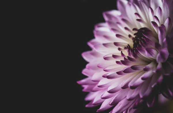 Macro Close Portrait Puerple Chrysanthemums Sometimes Called Mums Chrysanths — Stock Photo, Image