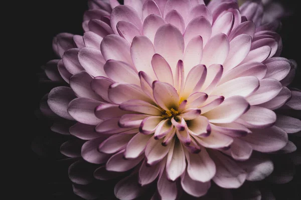 Macro Close Portrait Puerple Chrysanthemums Sometimes Called Mums Chrysanths — Stock Photo, Image