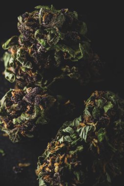 Mor Duman Kenevir Marihuana Kuru Tomurcukları 'nın Makro yakın portresi