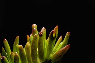 Crassula Ovata Sulu bitkisinin Makro portresi