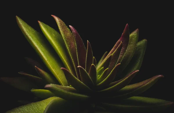 Crassula Capitella Sulu Bitki Soyut Makro Yakın Çekim — Stok fotoğraf