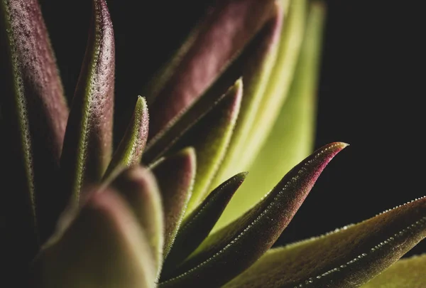 Crassula Capitella Planta Suculenta Macro Abstracta Cerca —  Fotos de Stock