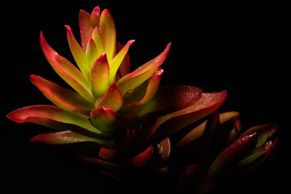 Hermoso Macroretrato Una Planta Fuego Crassula Capitella —  Fotos de Stock