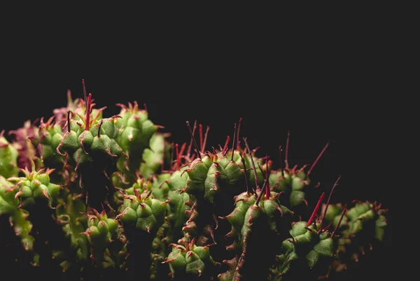 Pequeña Planta Suculenta Cactus Macro Cerca Sobre Fondo Negro —  Fotos de Stock