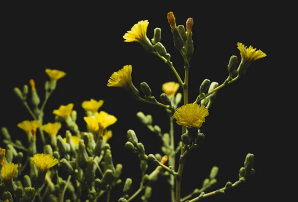 Macro Close Flores Amarelas Alface Fundo Preto — Fotografia de Stock