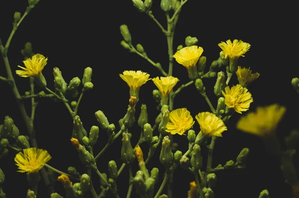 Macro Close Flores Amarelas Alface Fundo Preto — Fotografia de Stock