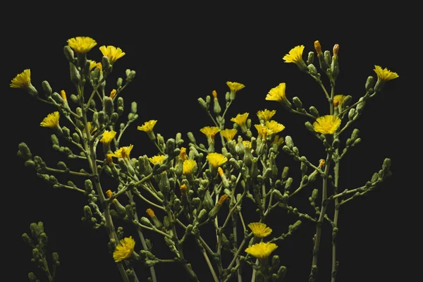 Macro Close Lettuce Yellow Flowers Black Background — Stock Photo, Image