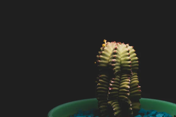 Macro Primer Plano Retrato Pequeño Cactus Con Flores Amarillas —  Fotos de Stock